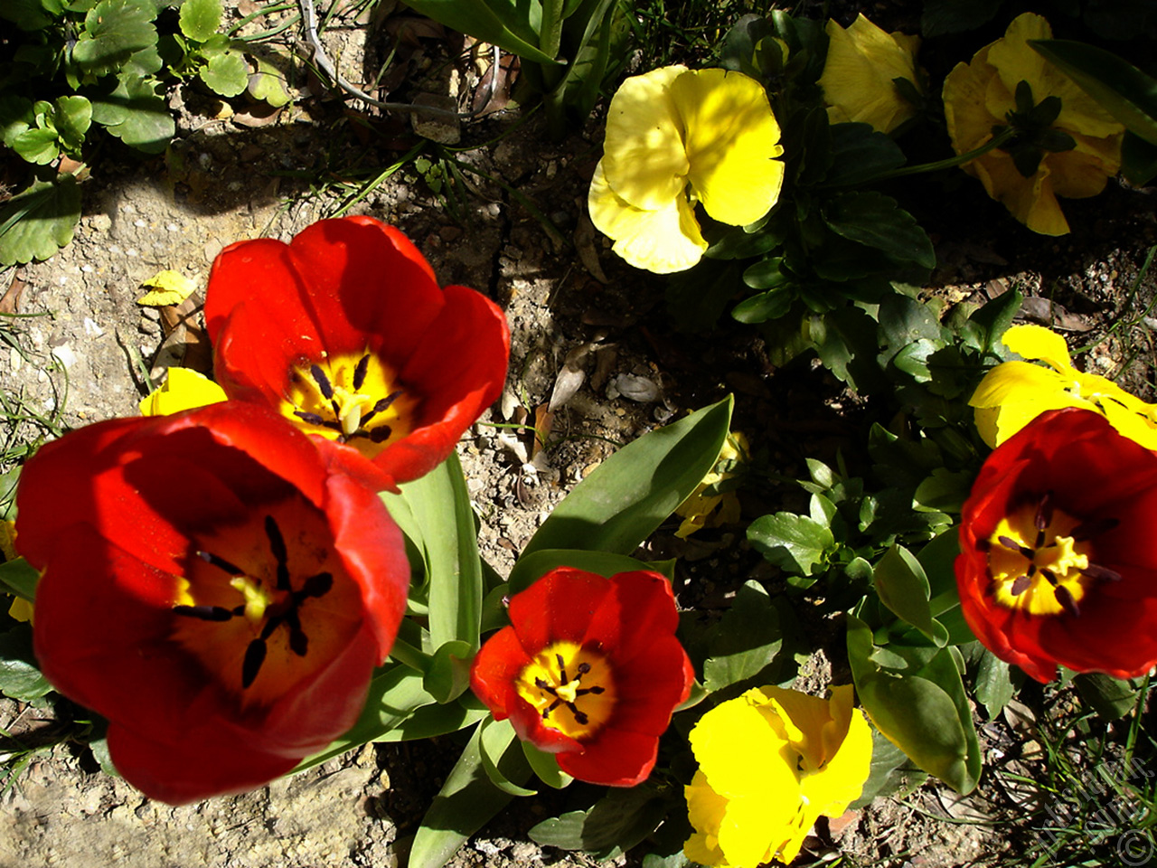 Red Turkish-Ottoman Tulip photo.
