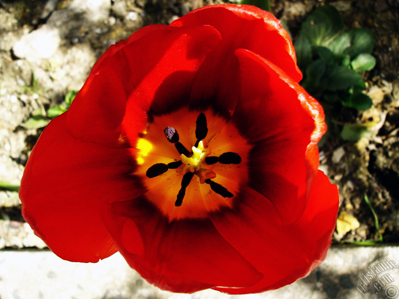 Red Turkish-Ottoman Tulip photo.

