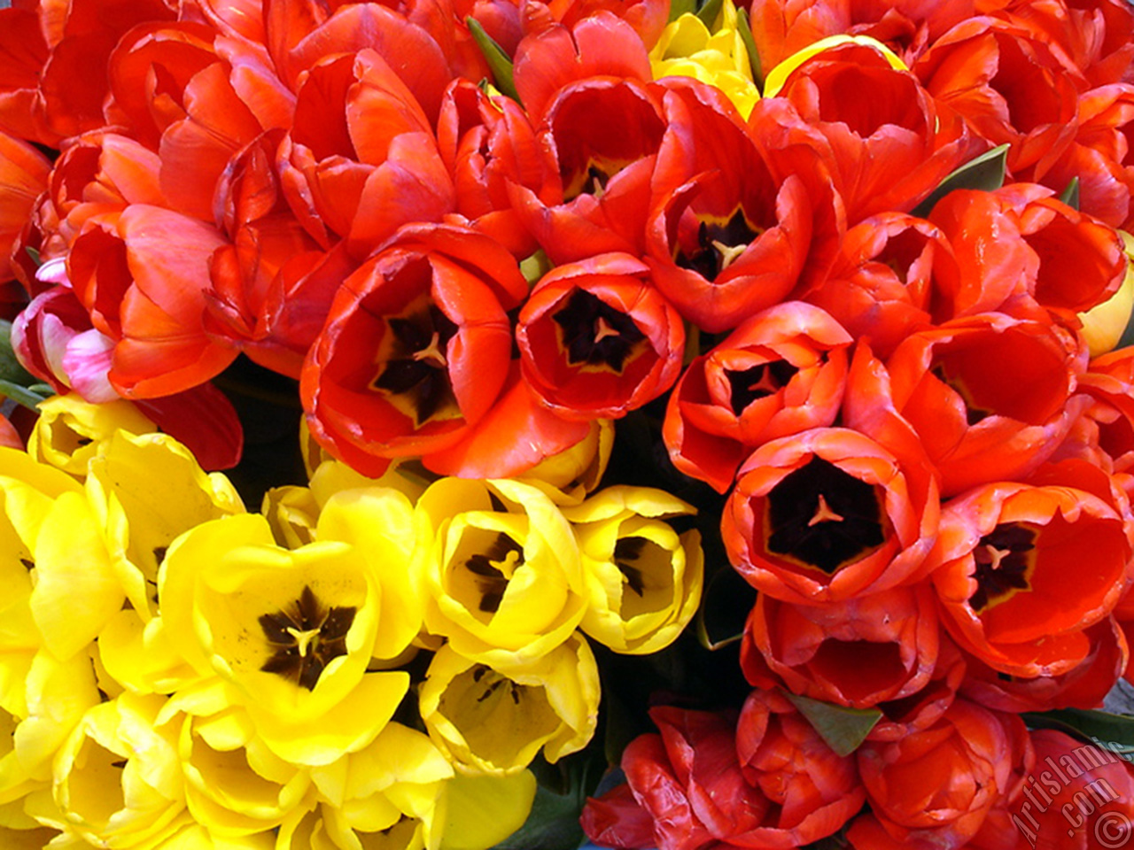 Red-yellow color Turkish-Ottoman Tulip photo.
