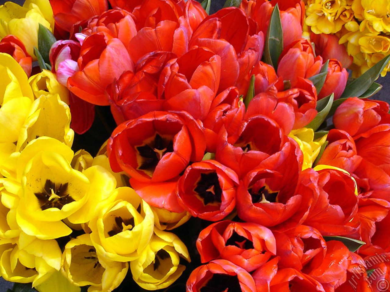 Red-yellow color Turkish-Ottoman Tulip photo.

