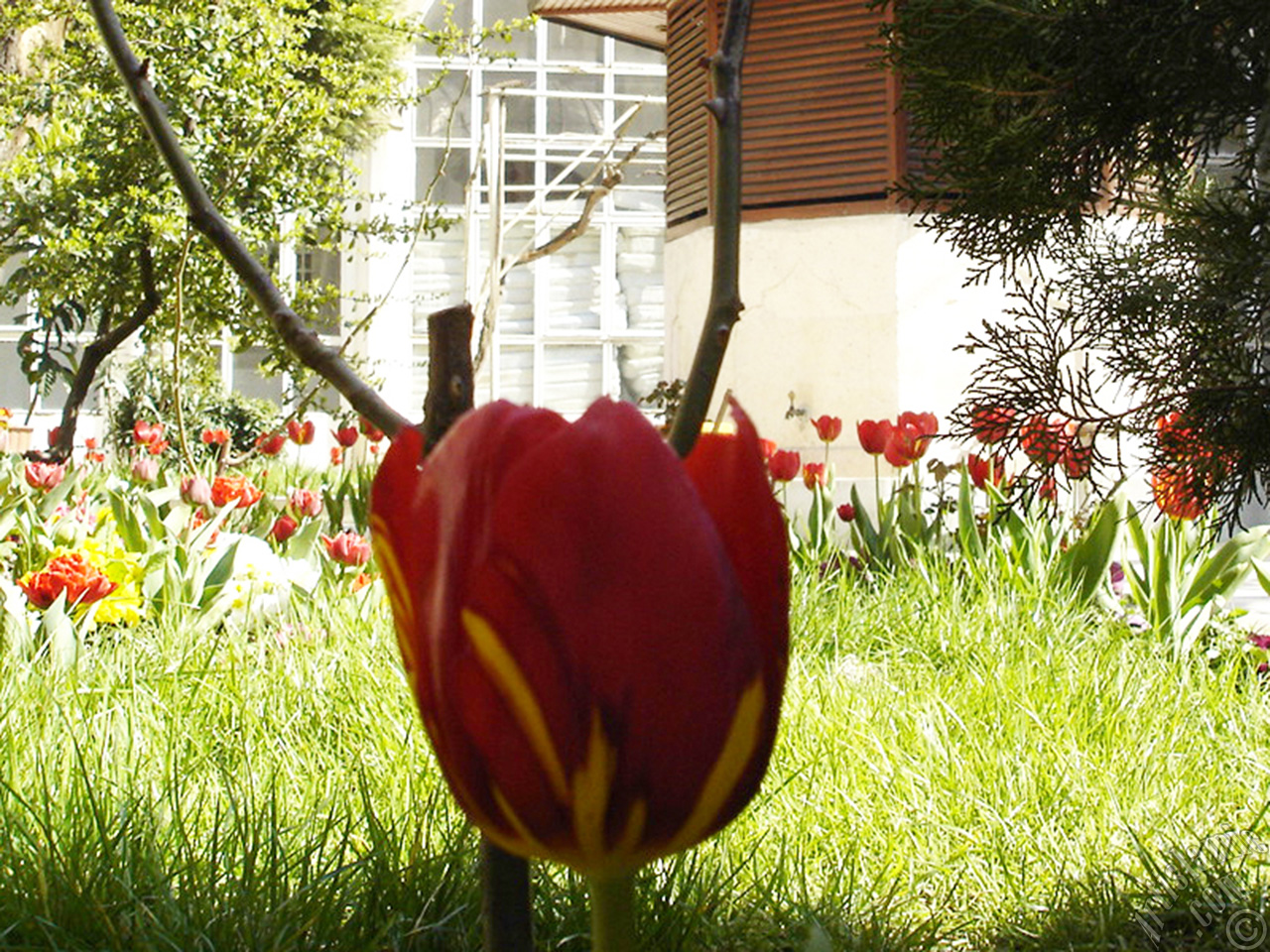 Red-yellow color Turkish-Ottoman Tulip photo.
