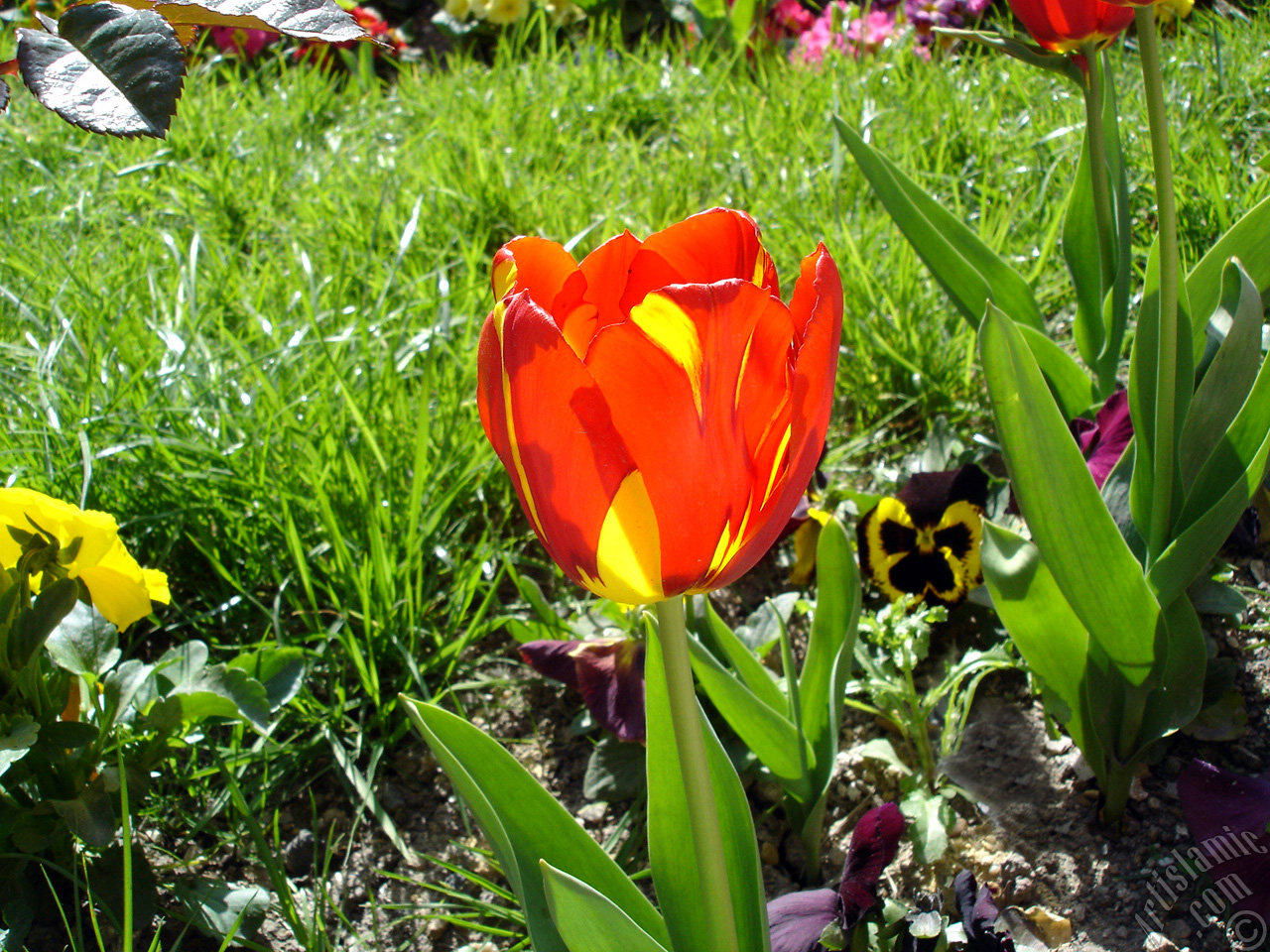 Red-yellow color Turkish-Ottoman Tulip photo.
