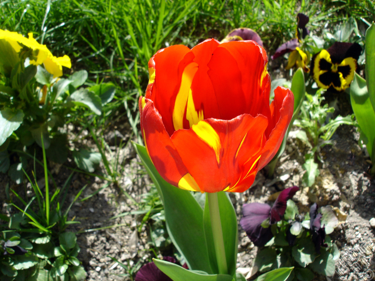 Red-yellow color Turkish-Ottoman Tulip photo.
