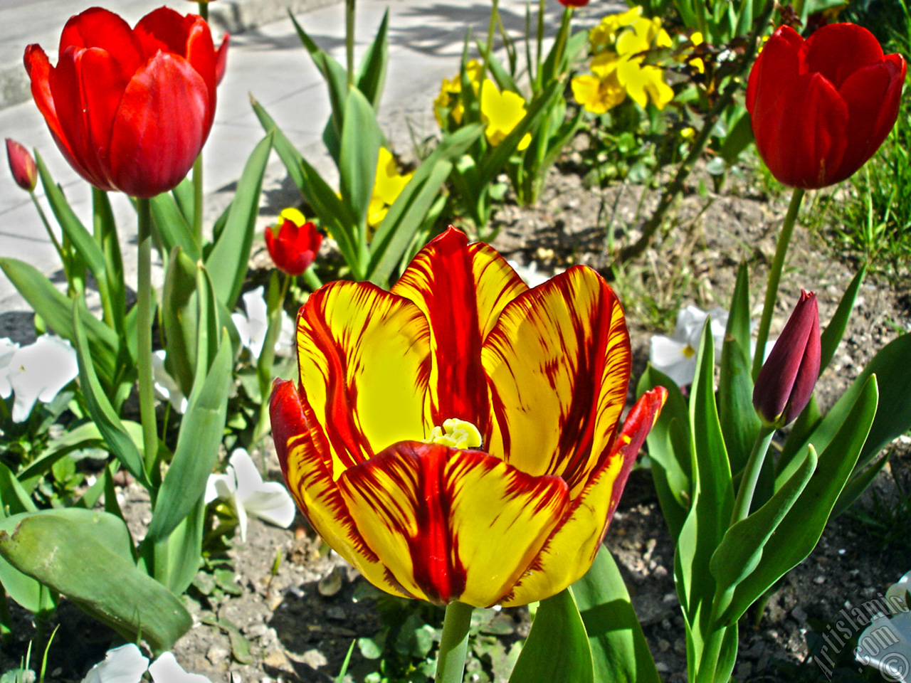 Red-yellow color Turkish-Ottoman Tulip photo.
