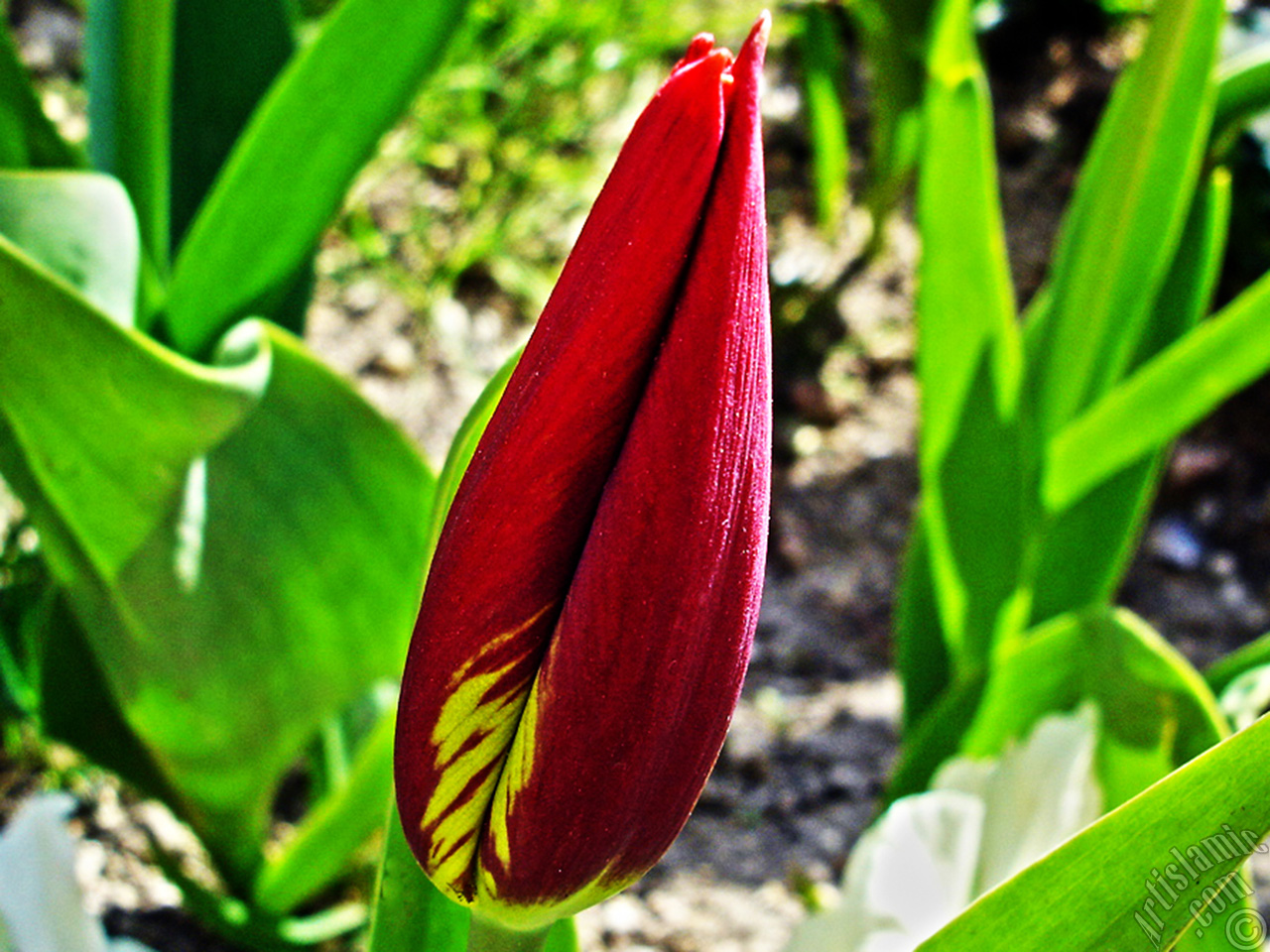 Red-yellow color Turkish-Ottoman Tulip photo.
