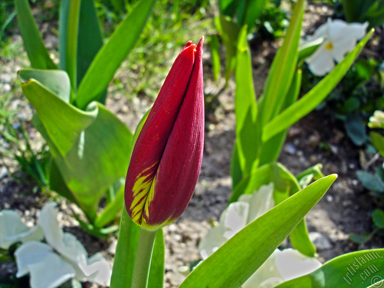 Red-yellow color Turkish-Ottoman Tulip photo.
