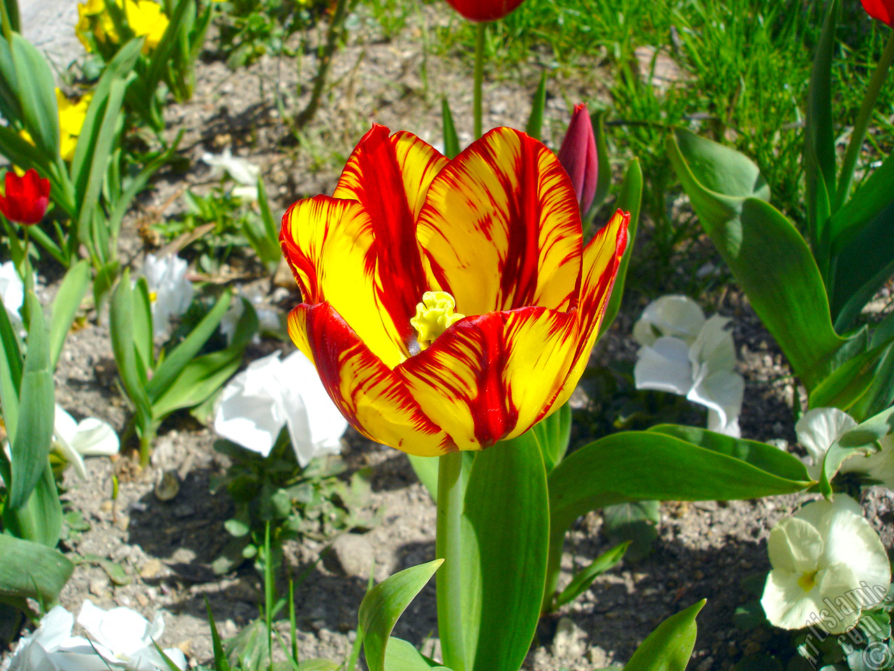 Red-yellow color Turkish-Ottoman Tulip photo.
