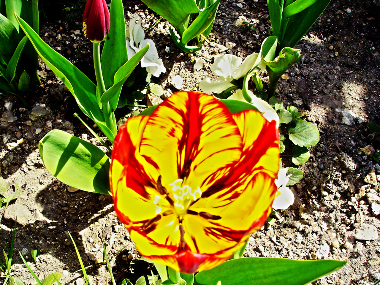 Red-yellow color Turkish-Ottoman Tulip photo.
