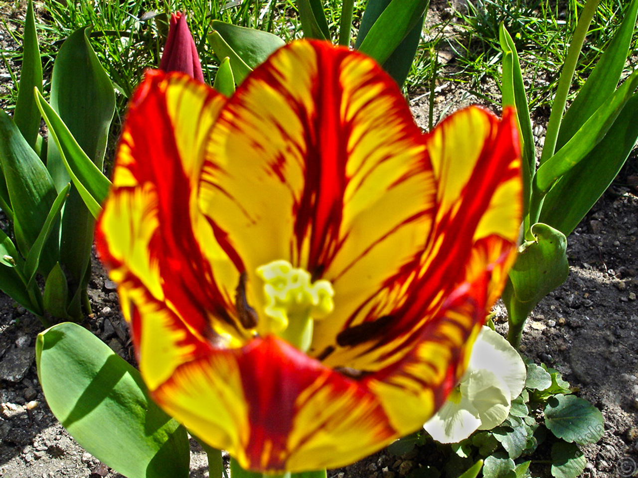 Red-yellow color Turkish-Ottoman Tulip photo.
