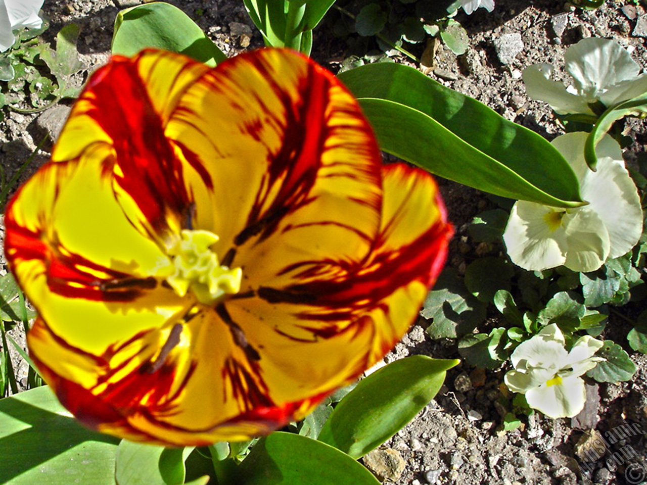 Red-yellow color Turkish-Ottoman Tulip photo.
