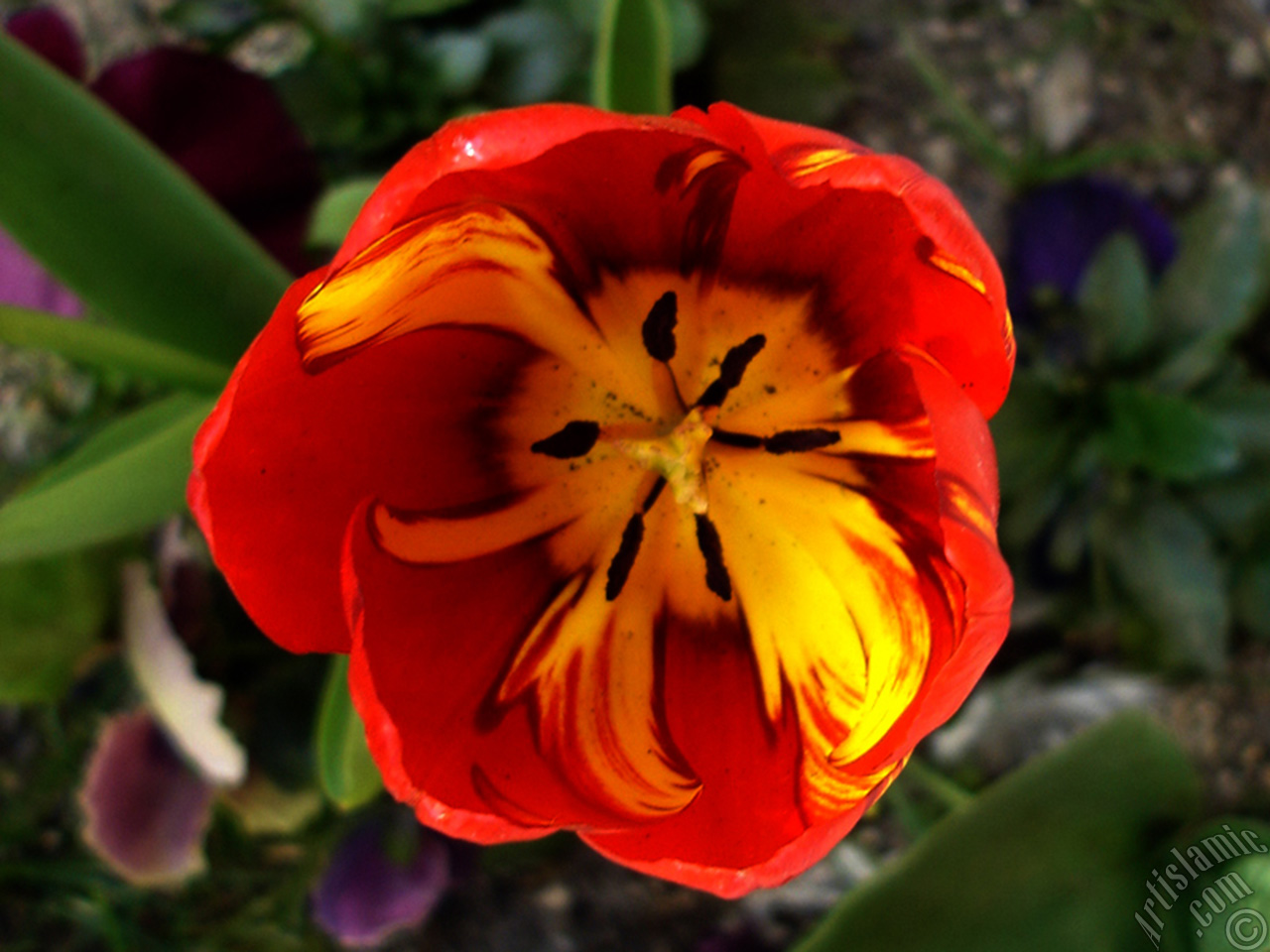 Red-yellow color Turkish-Ottoman Tulip photo.
