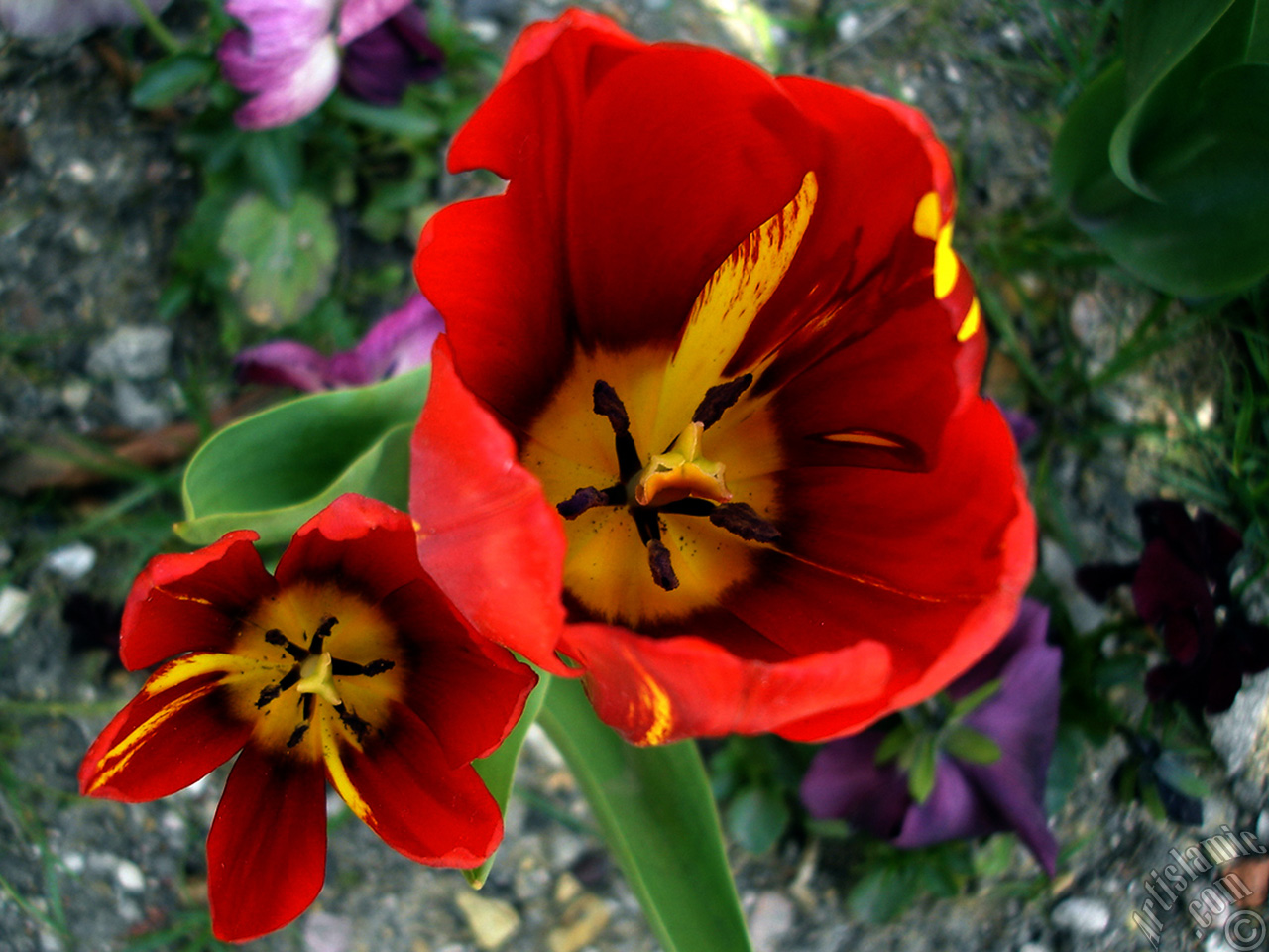 Red-yellow color Turkish-Ottoman Tulip photo.

