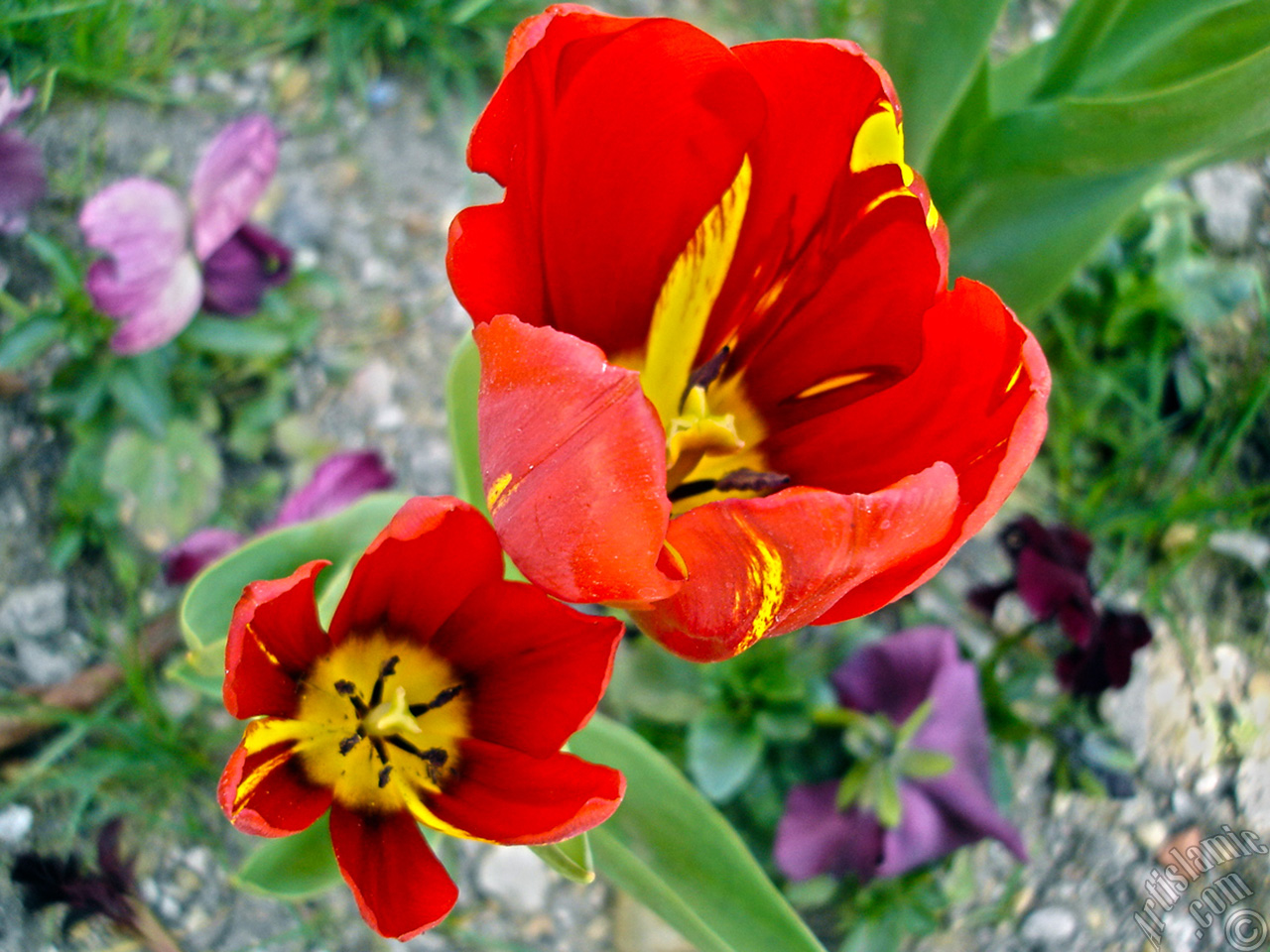 Red-yellow color Turkish-Ottoman Tulip photo.
