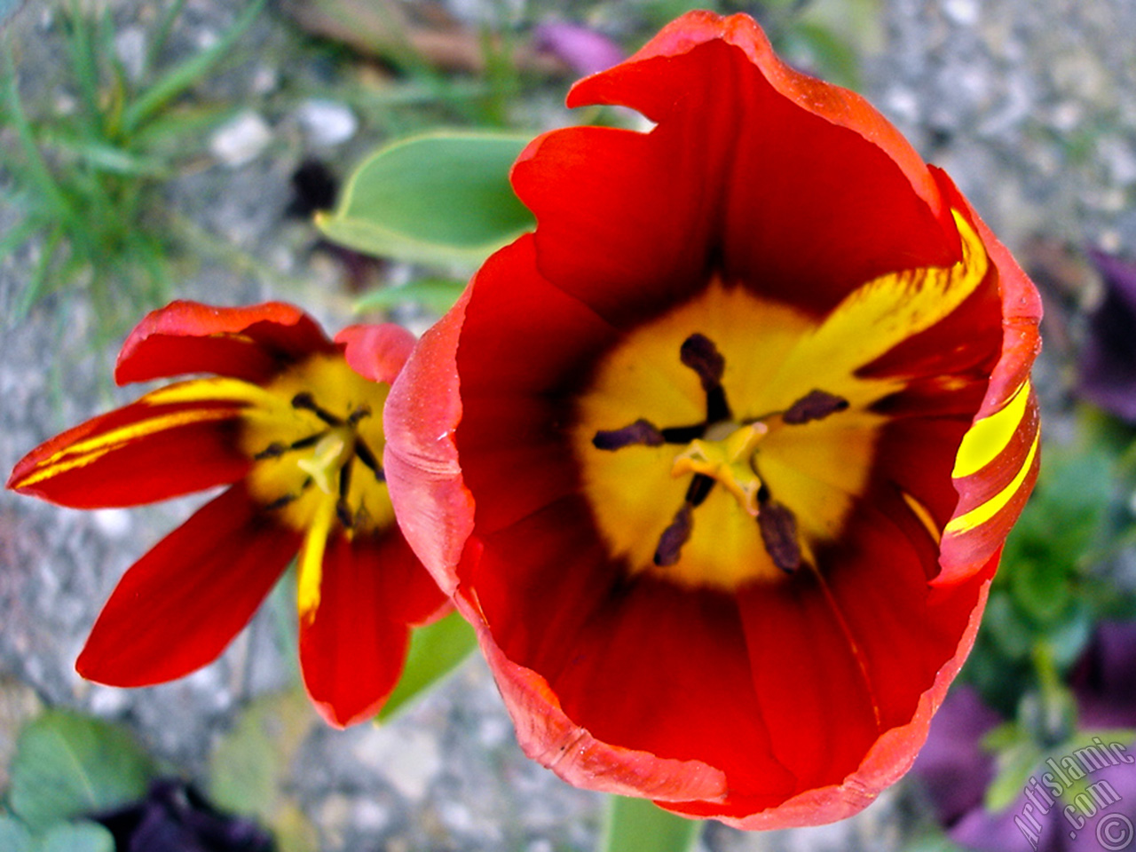 Red-yellow color Turkish-Ottoman Tulip photo.
