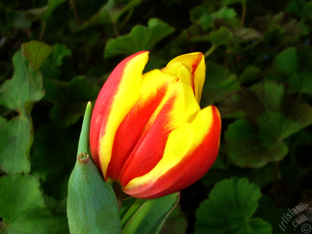 Red-yellow color Turkish-Ottoman Tulip photo.
