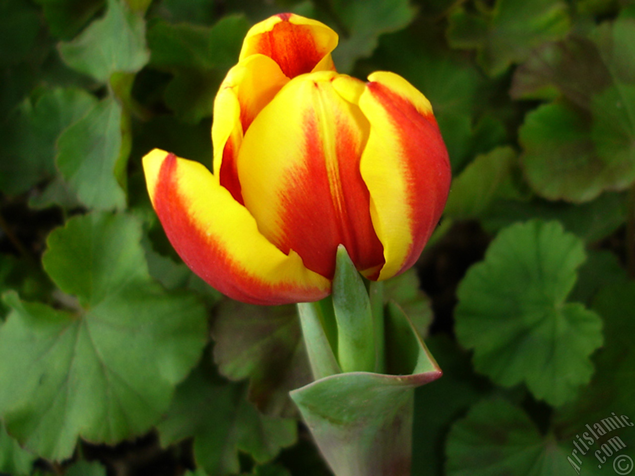 Red-yellow color Turkish-Ottoman Tulip photo.
