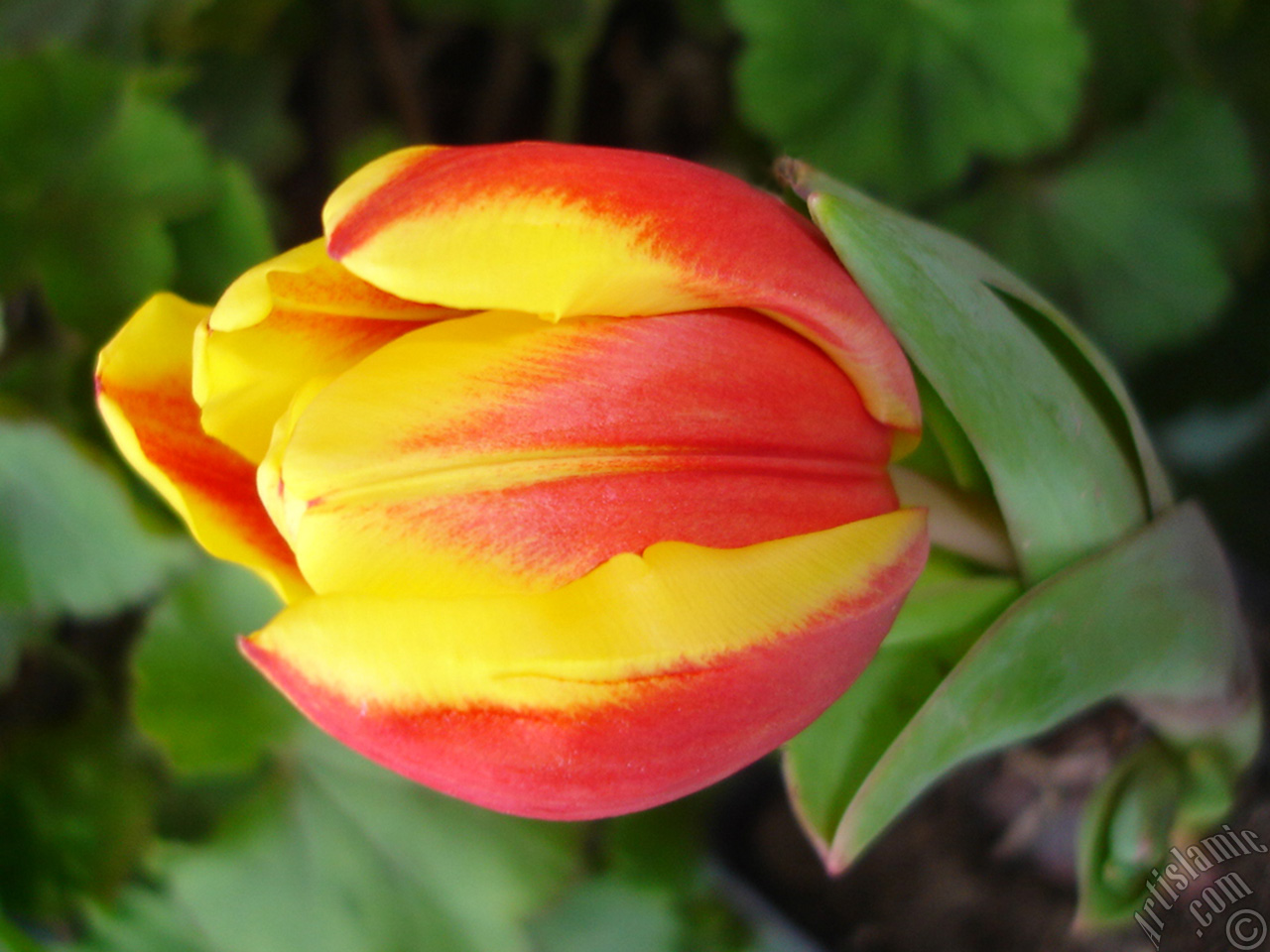 Red-yellow color Turkish-Ottoman Tulip photo.
