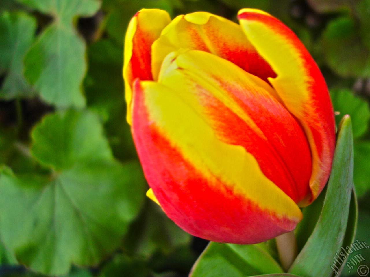 Red-yellow color Turkish-Ottoman Tulip photo.

