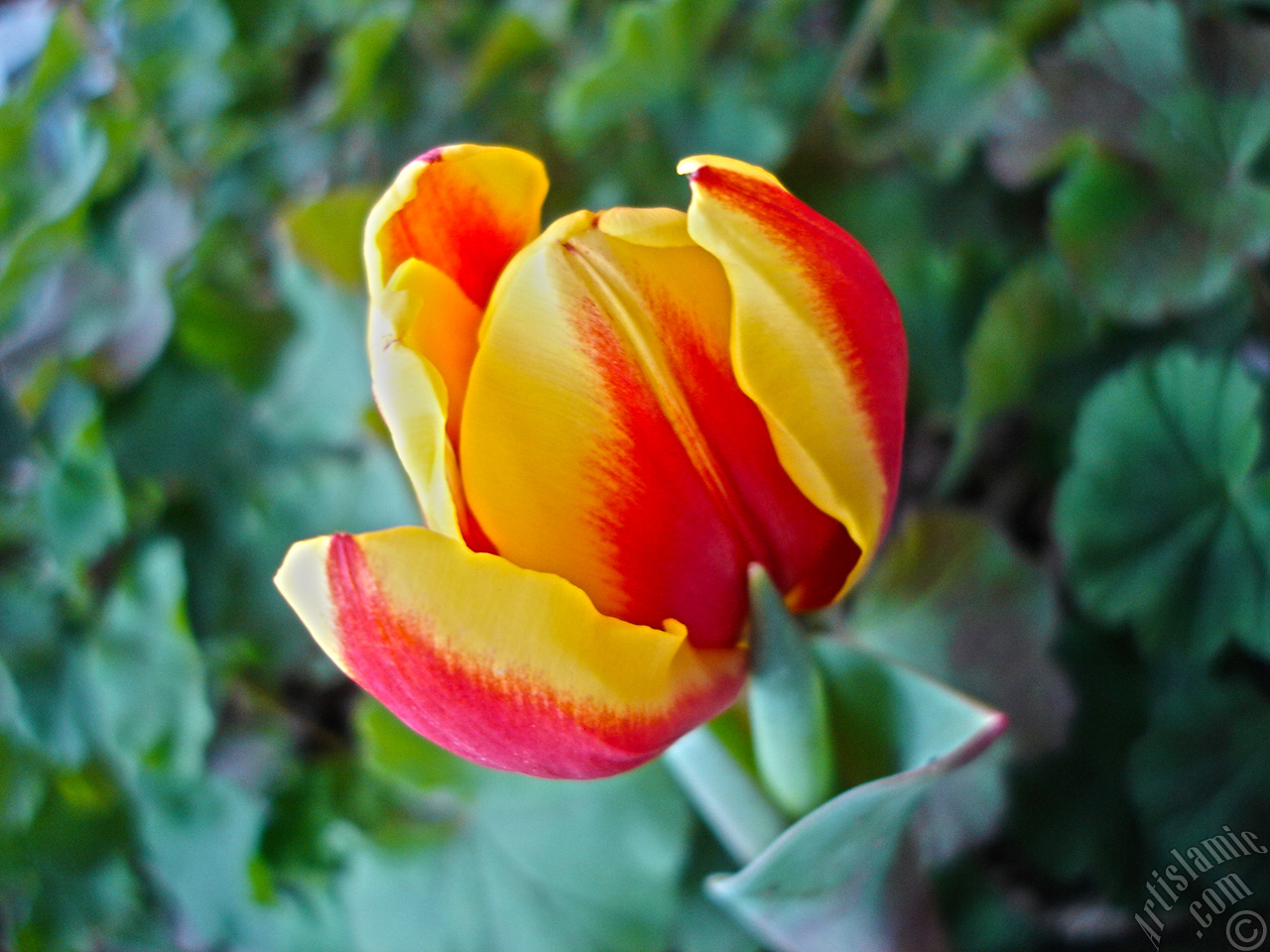 Red-yellow color Turkish-Ottoman Tulip photo.
