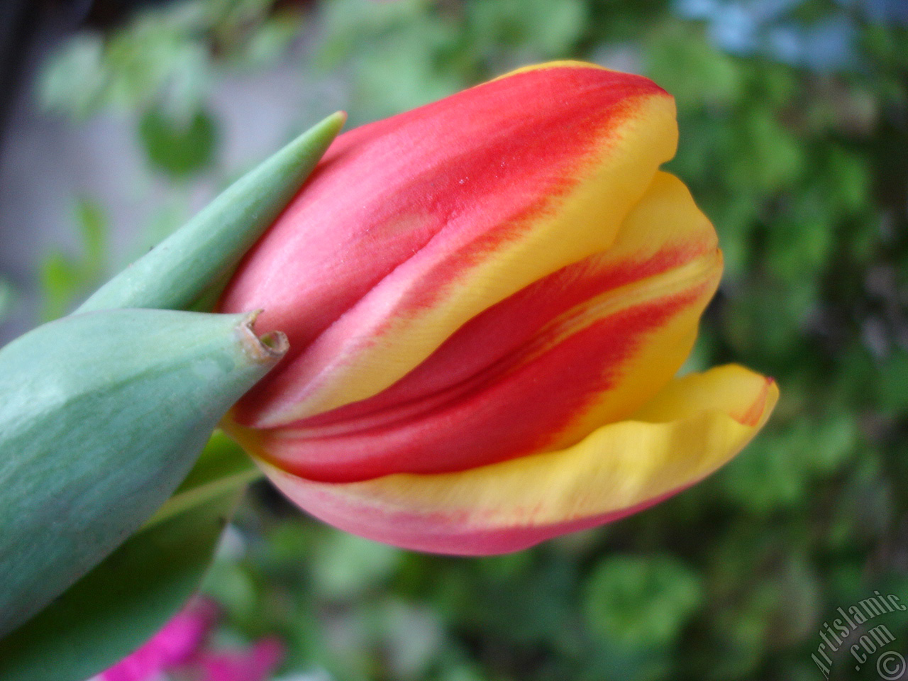 Red-yellow color Turkish-Ottoman Tulip photo.
