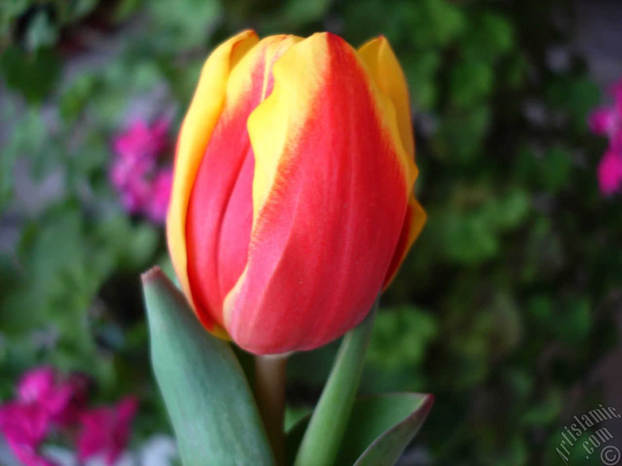 Red-yellow color Turkish-Ottoman Tulip photo.
