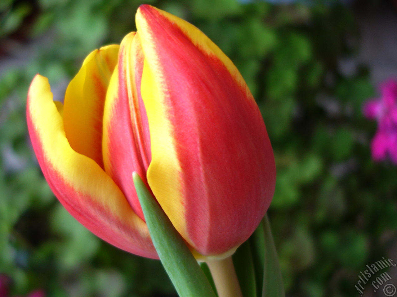 Red-yellow color Turkish-Ottoman Tulip photo.
