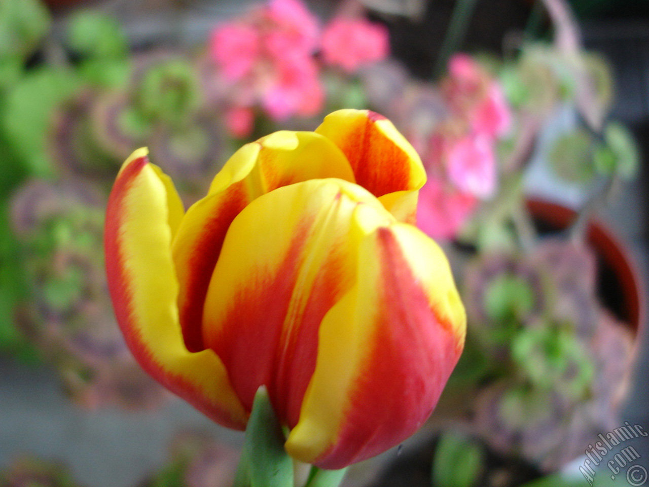 Red-yellow color Turkish-Ottoman Tulip photo.
