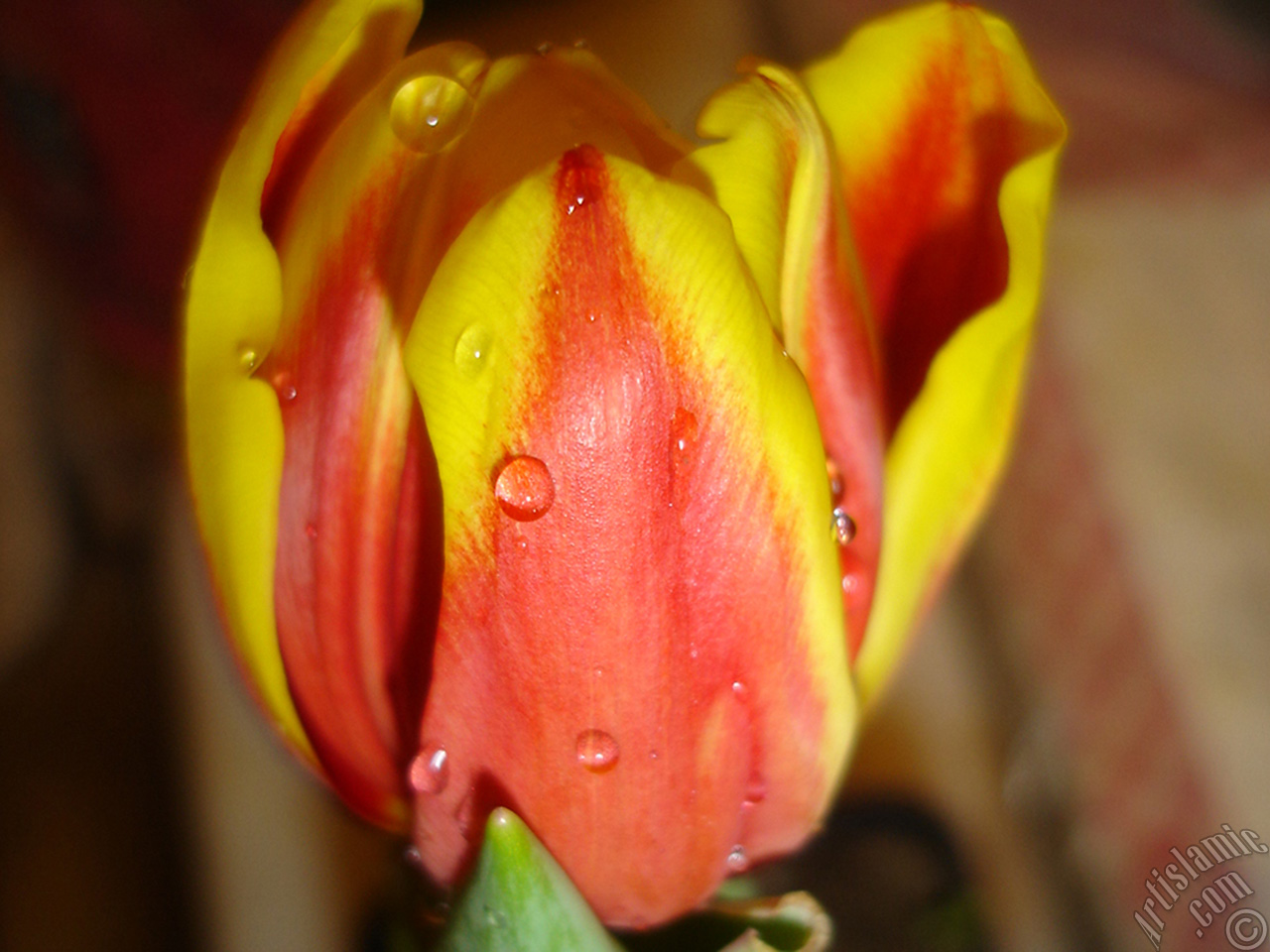 Red-yellow color Turkish-Ottoman Tulip photo.
