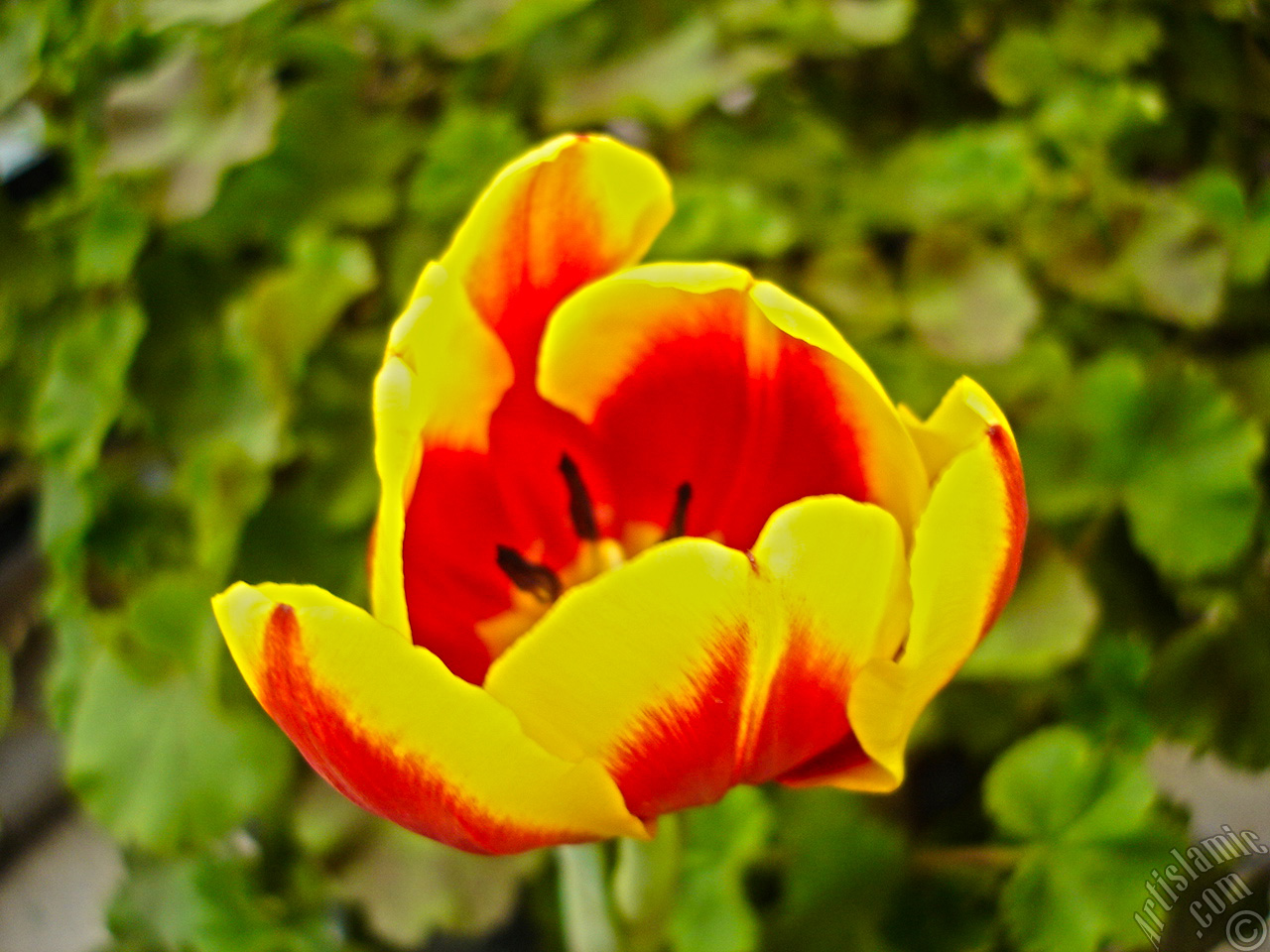 Red-yellow color Turkish-Ottoman Tulip photo.
