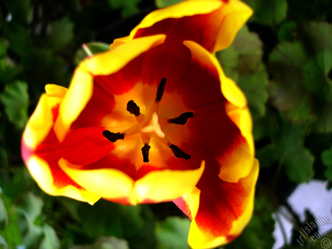 Red-yellow color Turkish-Ottoman Tulip photo.
