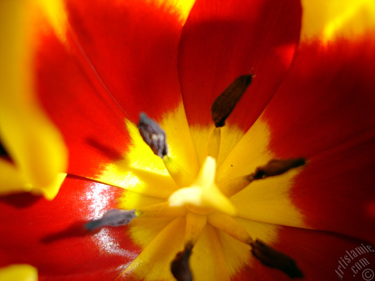 Red-yellow color Turkish-Ottoman Tulip photo.
