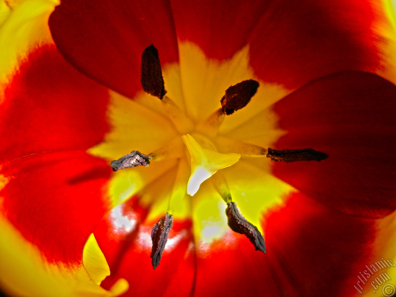 Red-yellow color Turkish-Ottoman Tulip photo.
