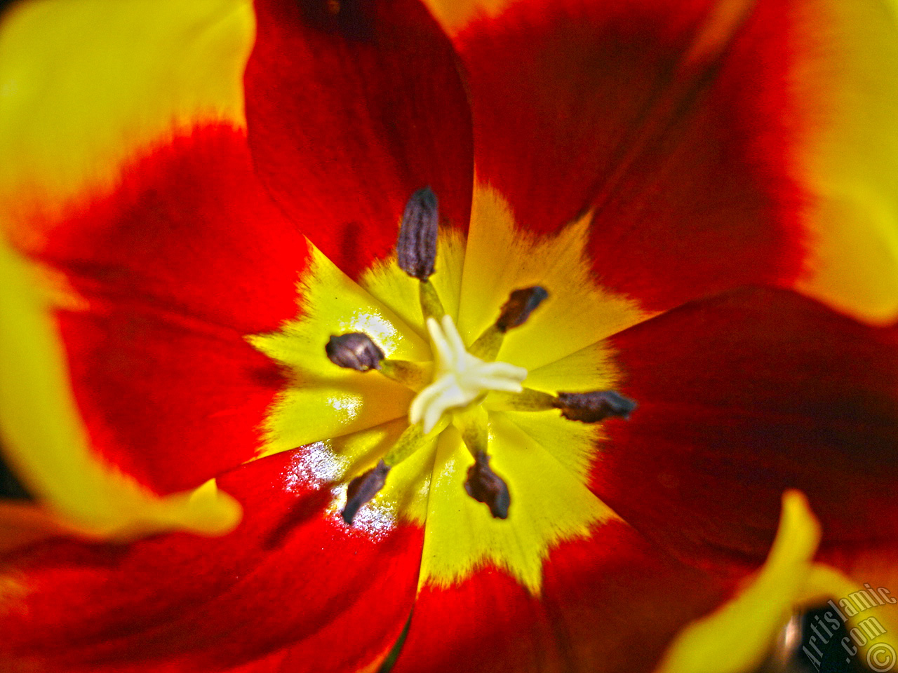 Red-yellow color Turkish-Ottoman Tulip photo.

