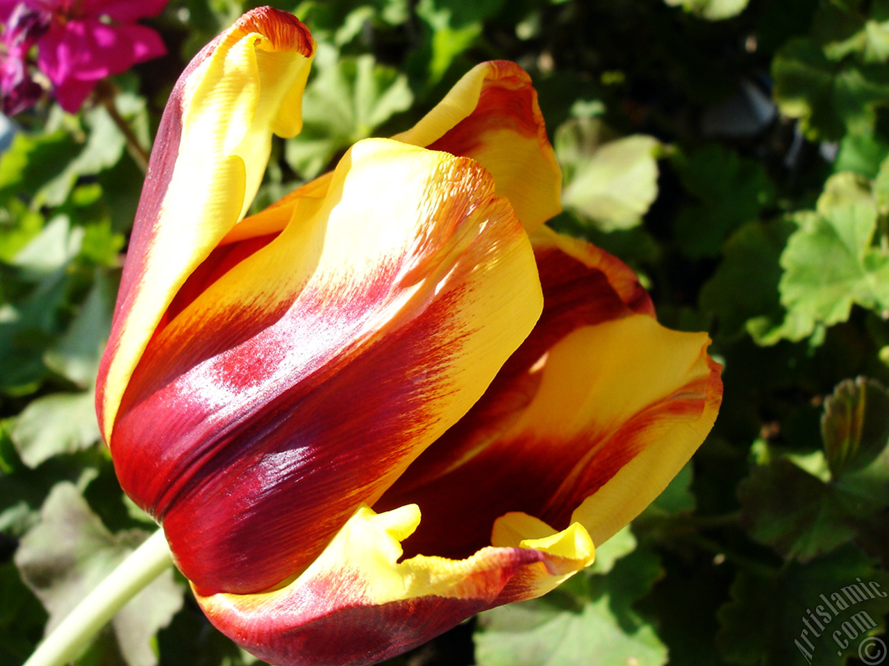 Red-yellow color Turkish-Ottoman Tulip photo.
