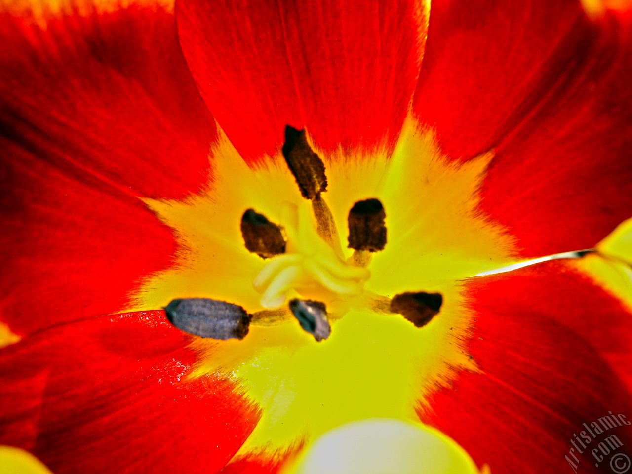 Red-yellow color Turkish-Ottoman Tulip photo.
