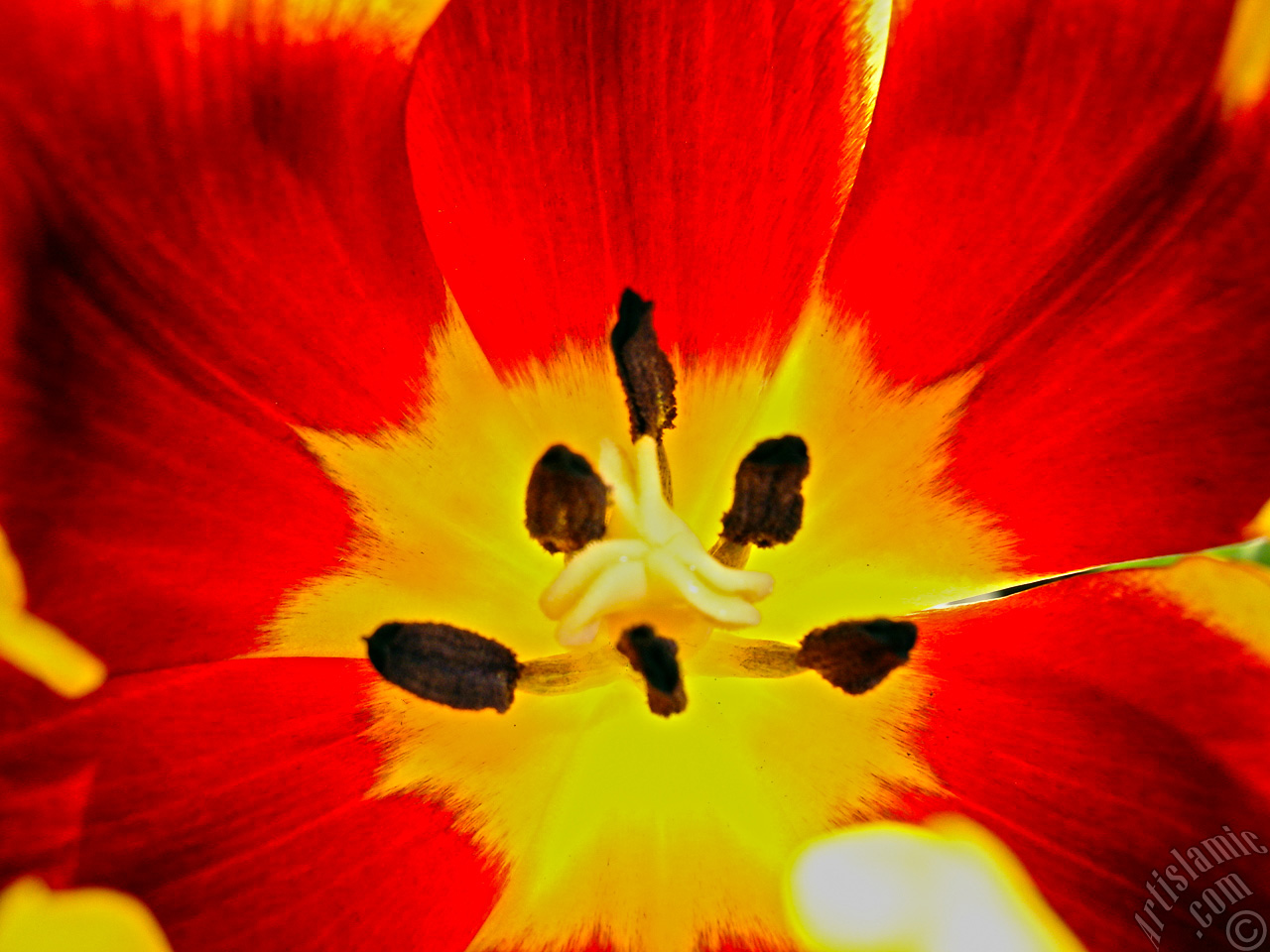 Red-yellow color Turkish-Ottoman Tulip photo.
