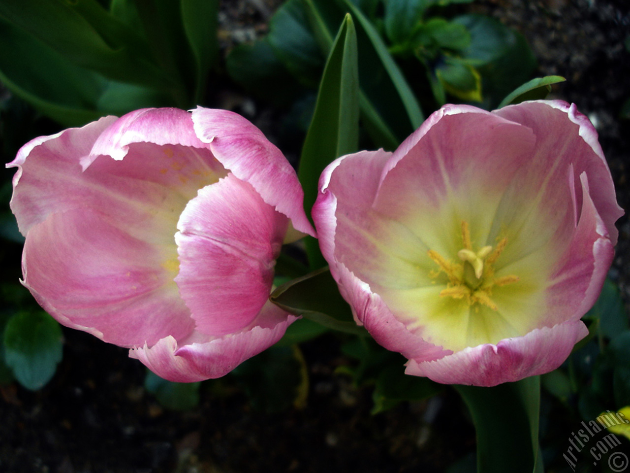 Pink color Turkish-Ottoman Tulip photo.
