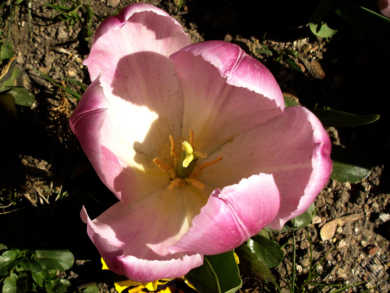 Pink color Turkish-Ottoman Tulip photo.
