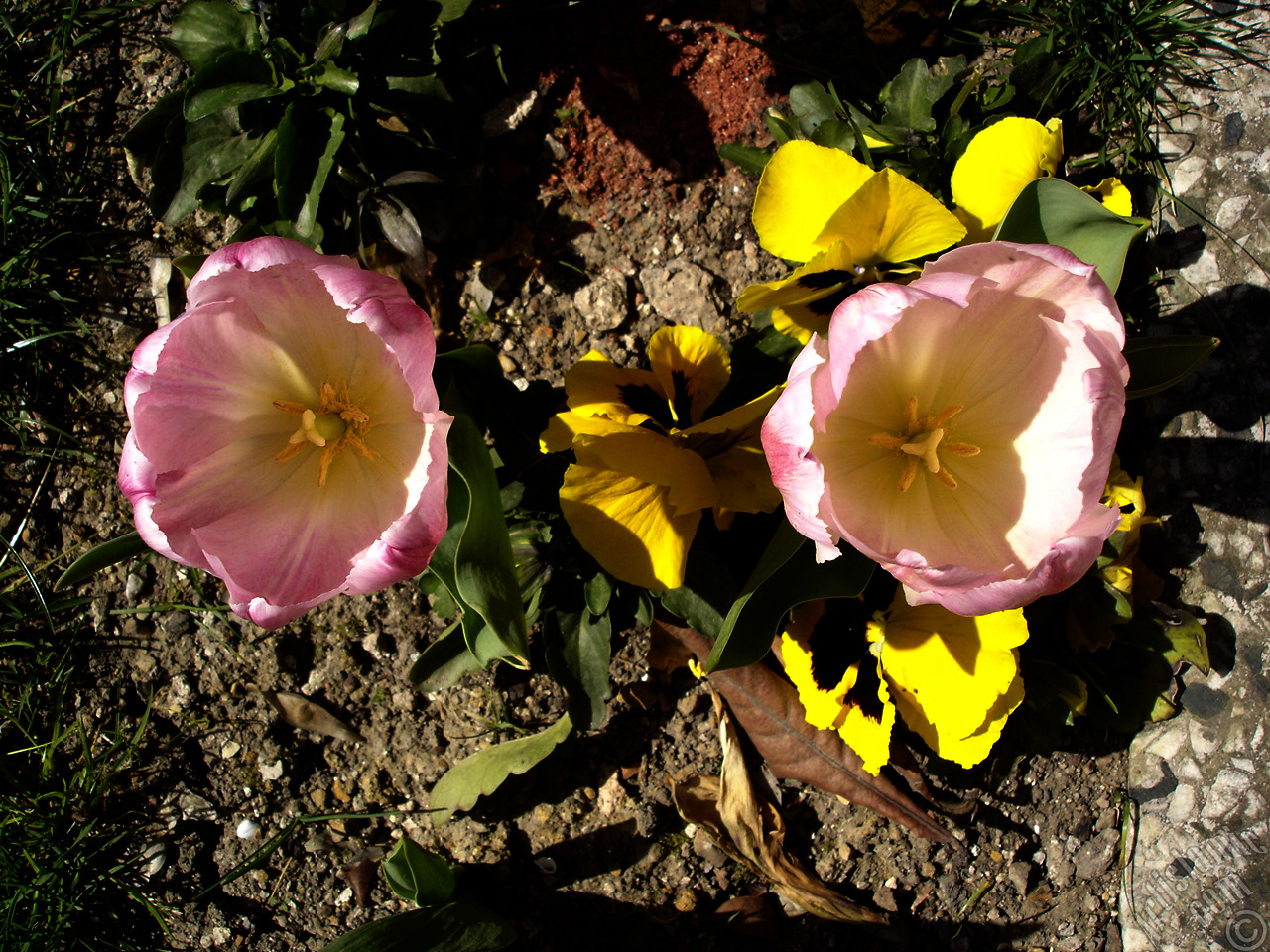 Pink color Turkish-Ottoman Tulip photo.
