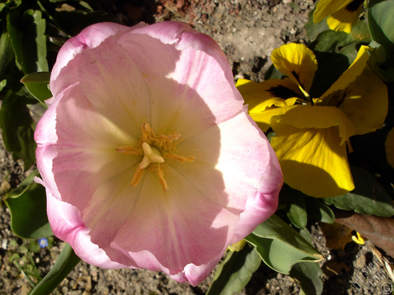 Pink color Turkish-Ottoman Tulip photo.
