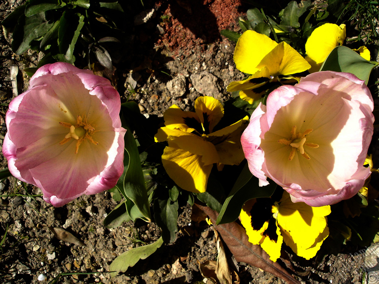 Pink color Turkish-Ottoman Tulip photo.
