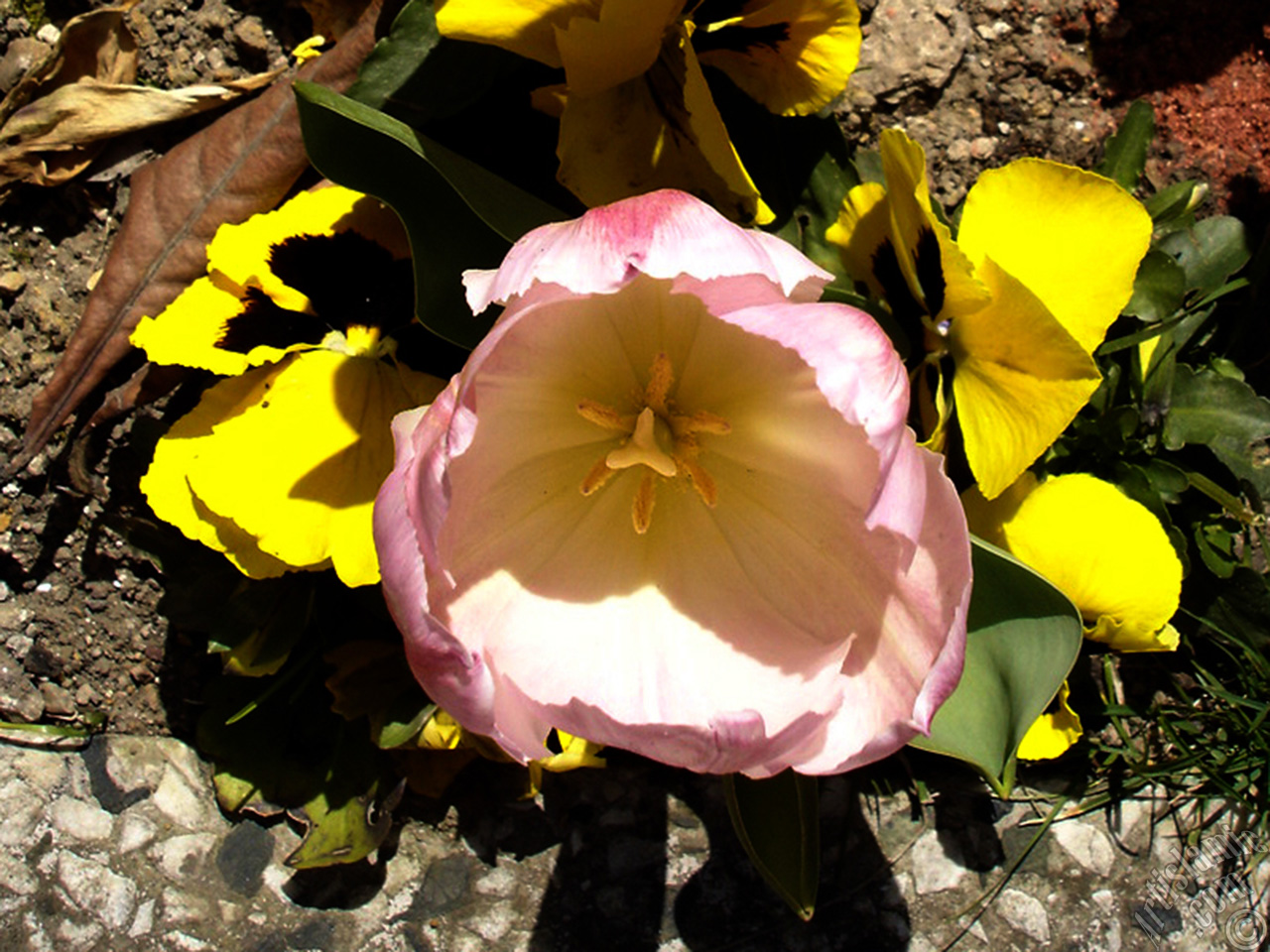 Pink color Turkish-Ottoman Tulip photo.
