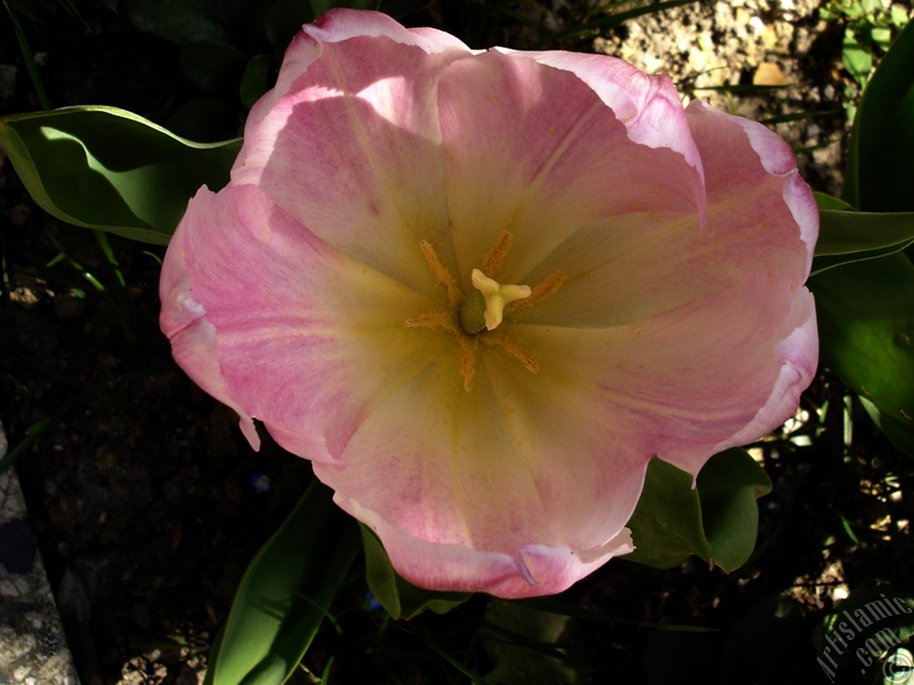 Pink color Turkish-Ottoman Tulip photo.
