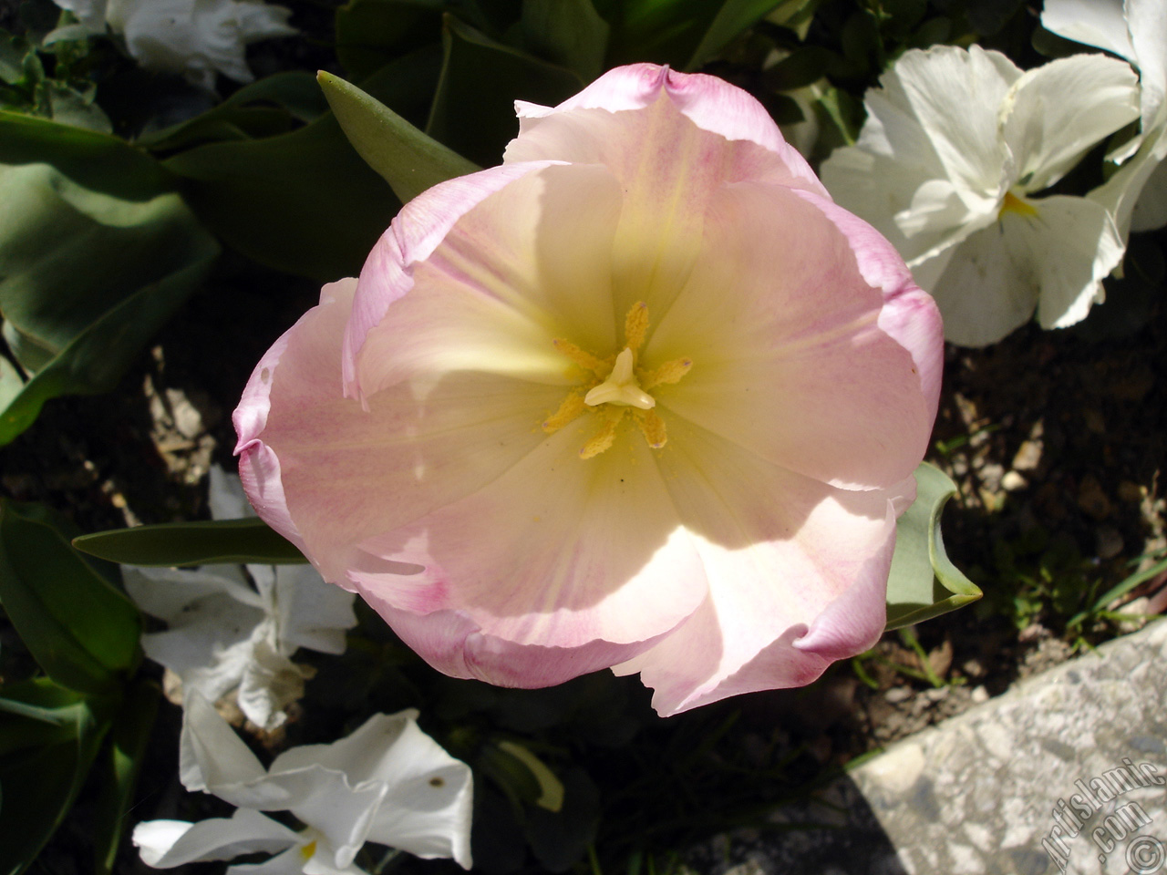 Pink color Turkish-Ottoman Tulip photo.
