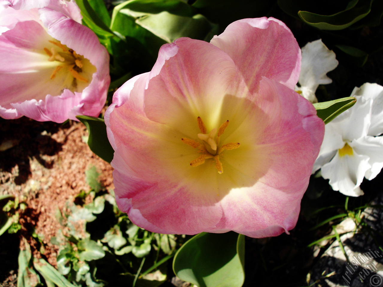 Pink color Turkish-Ottoman Tulip photo.
