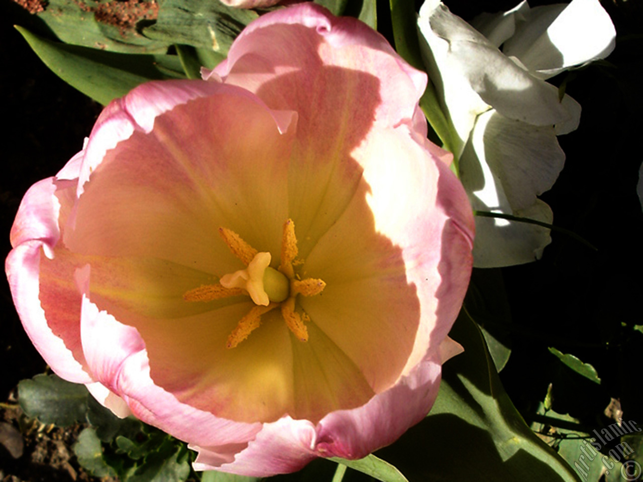 Pink color Turkish-Ottoman Tulip photo.
