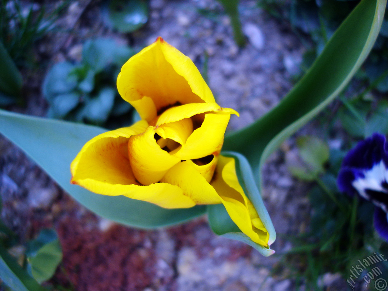 Yellow color Turkish-Ottoman Tulip photo.
