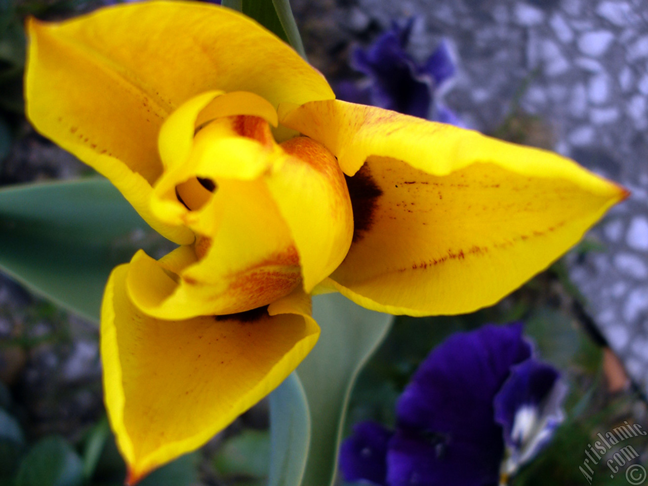 Yellow color Turkish-Ottoman Tulip photo.
