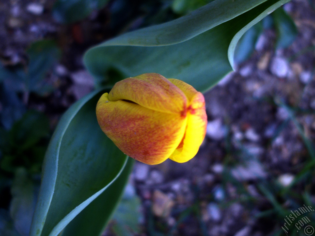 Yellow color Turkish-Ottoman Tulip photo.
