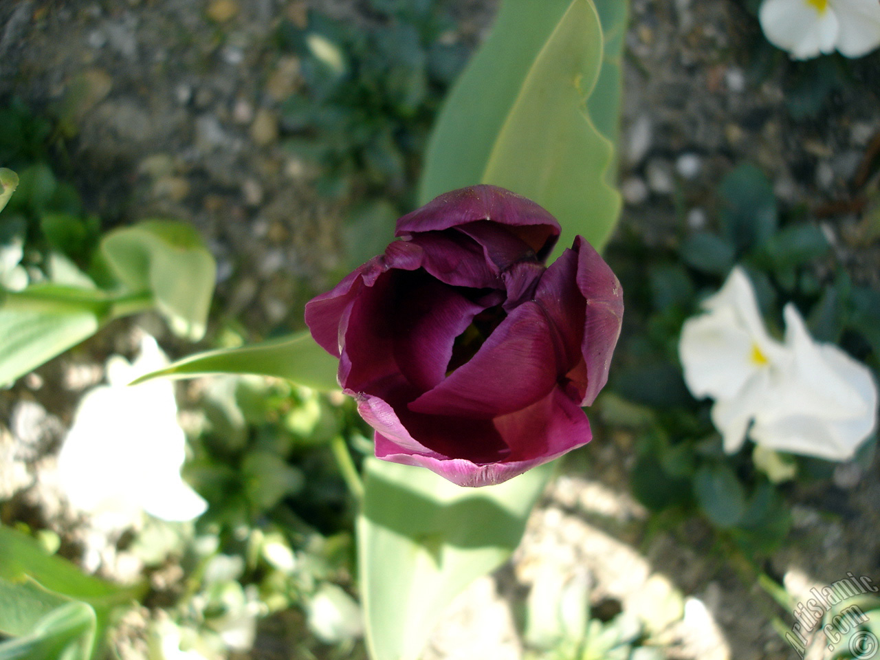 Purple color Turkish-Ottoman Tulip photo.
